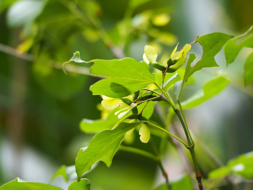 Acer Buergerianum