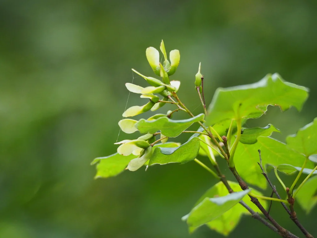 Acer Buergerianum