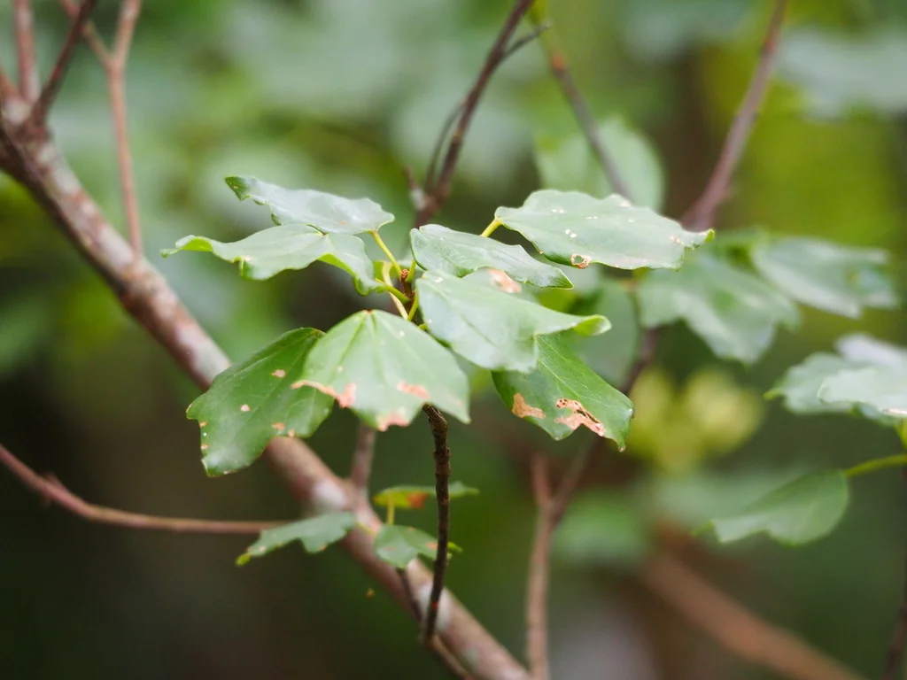 Acer Buergerianum