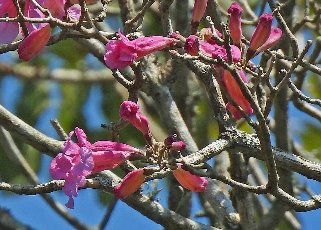 Handroanthus Heptaphyllus