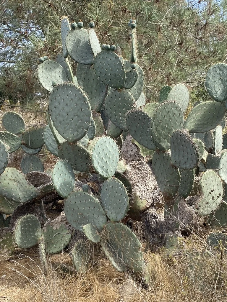Opuntia Robusta