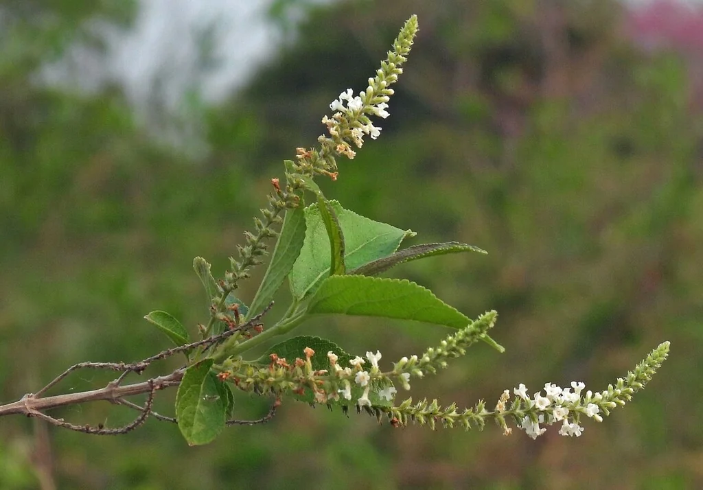 Aloysia Virgata