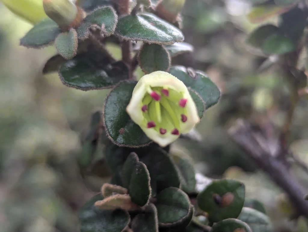 Correa Reflexa