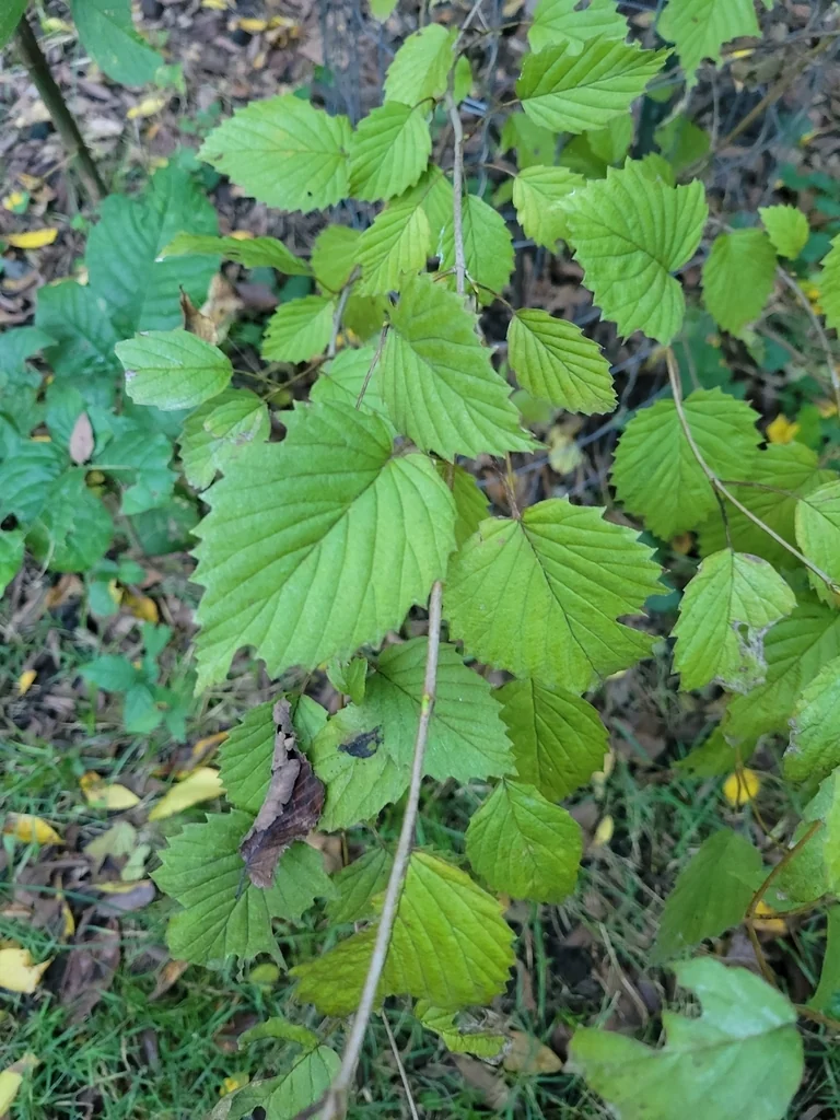 Viburnum Dentatum