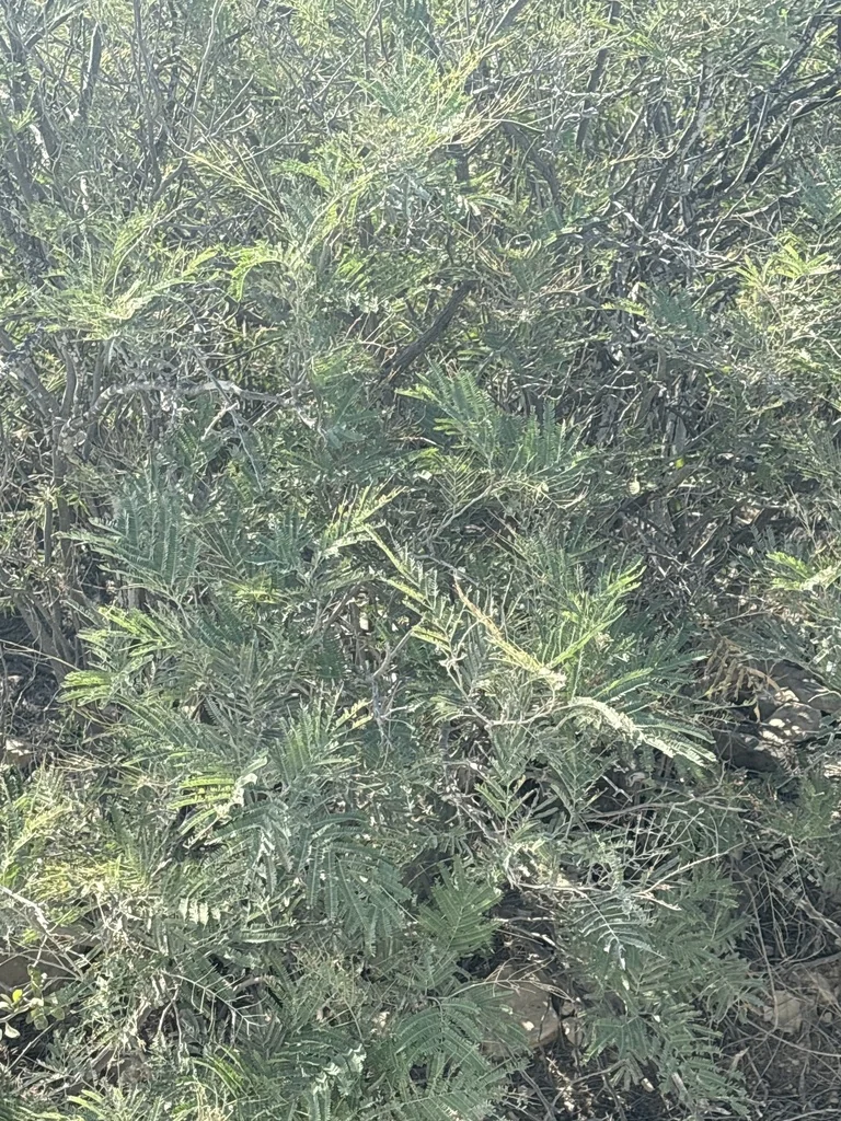 Acacia Berlandieri