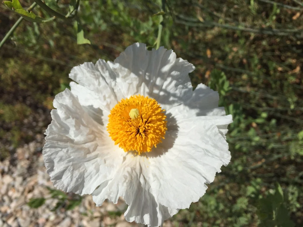Romneya Coulteri