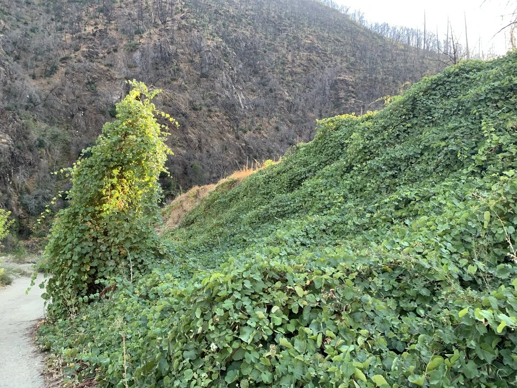 Vitis Californica