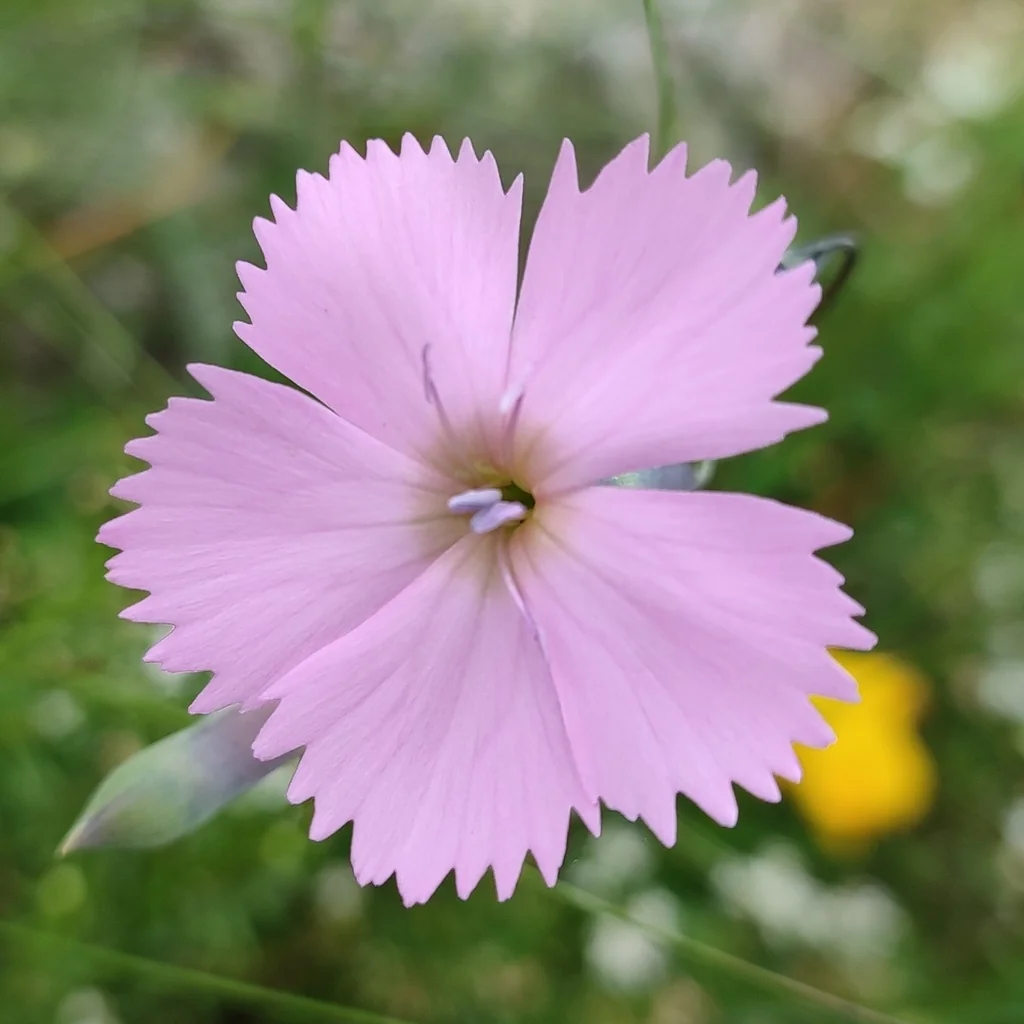 Dianthus Caryophyllus
