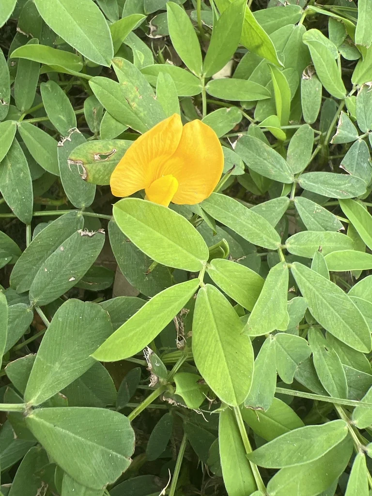 Arachis Glabrata