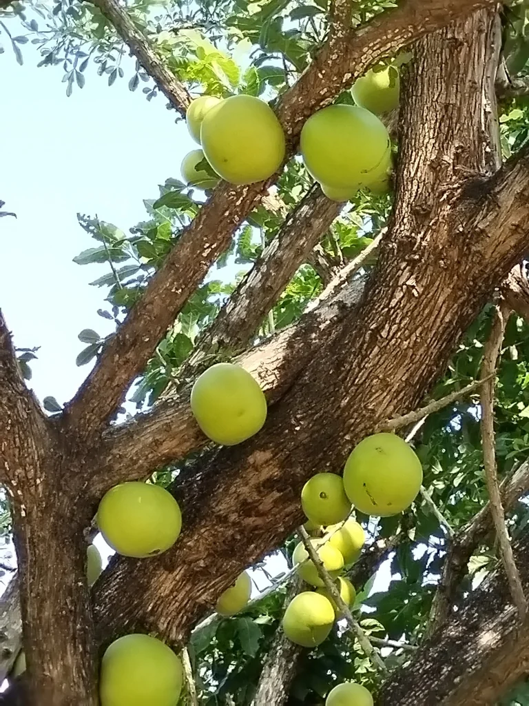 Crescentia Alata