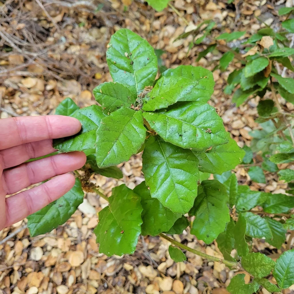 Quercus Tomentella