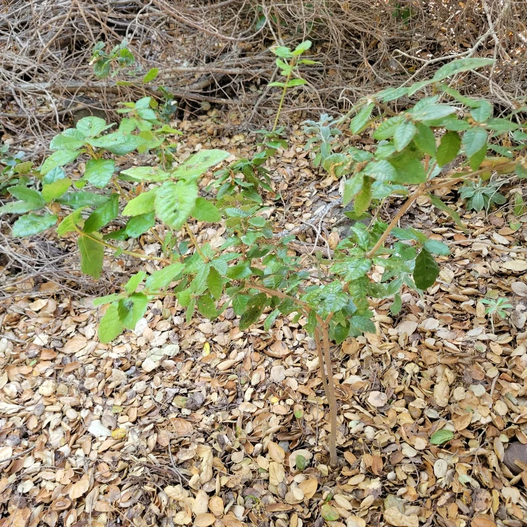 Quercus Tomentella
