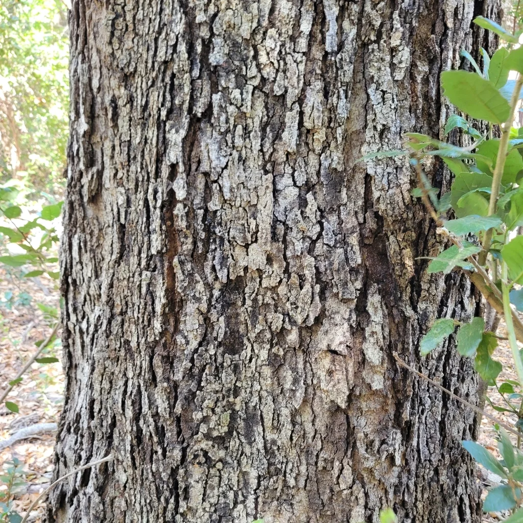 Quercus Tomentella