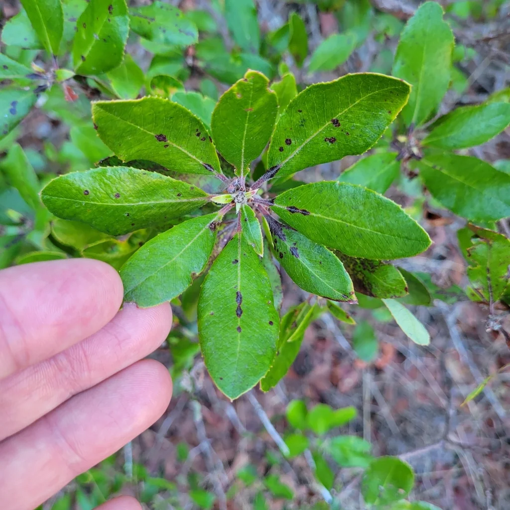 Comarostaphylis Diversifolia