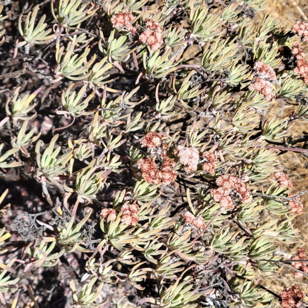 Eriogonum Arborescens