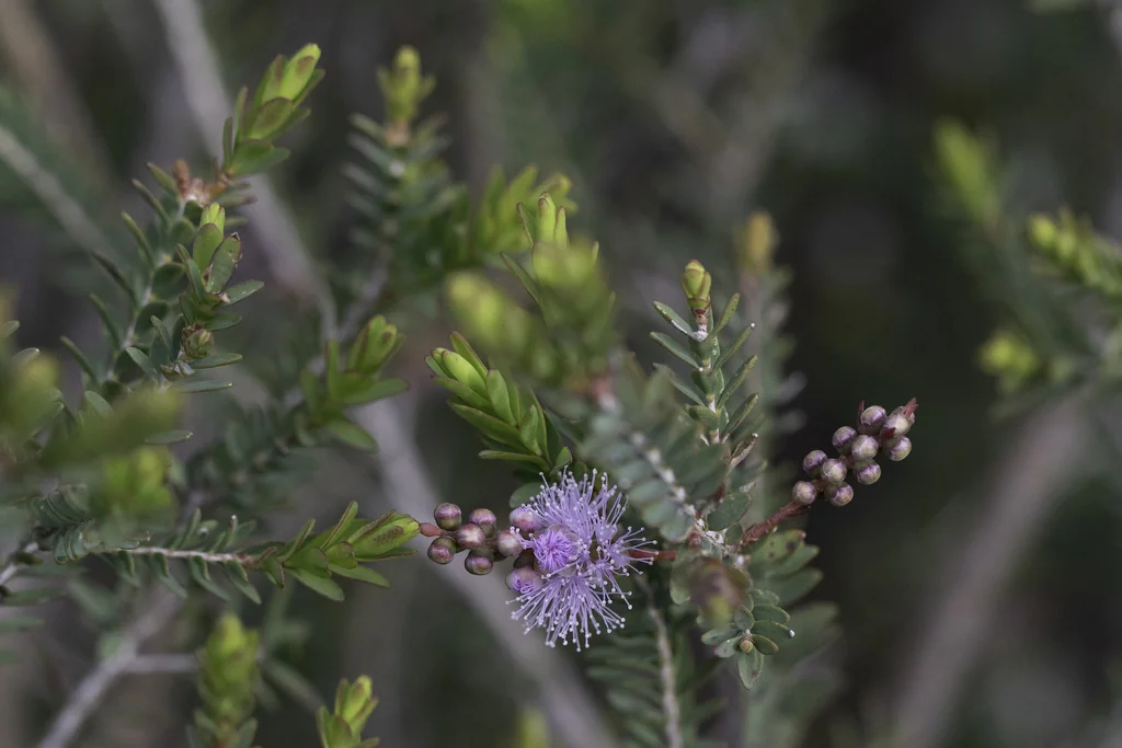 Melaleuca Decussata