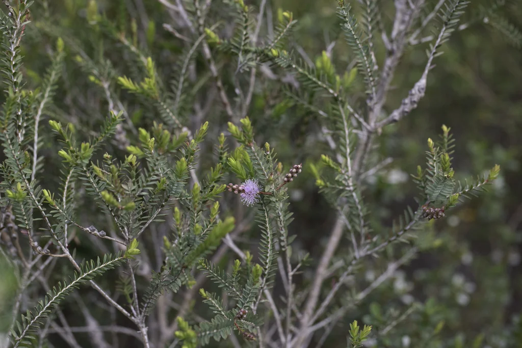 Melaleuca Decussata