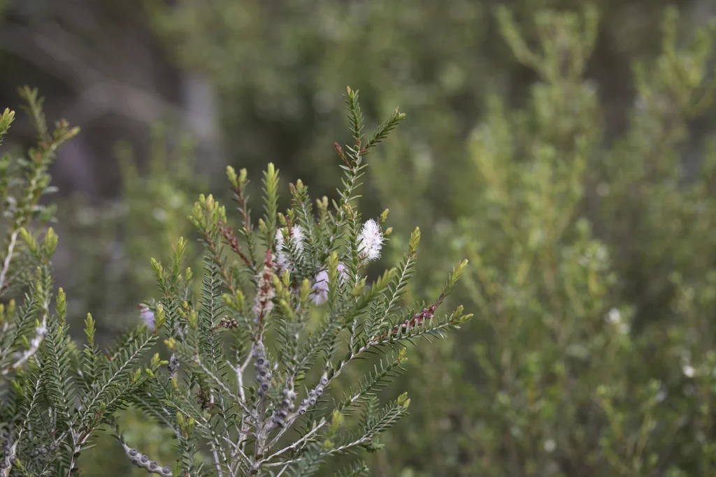 Melaleuca Decussata