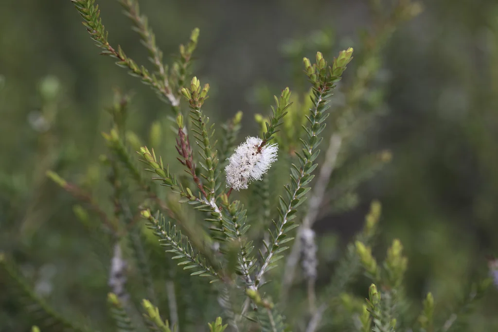 Melaleuca Decussata