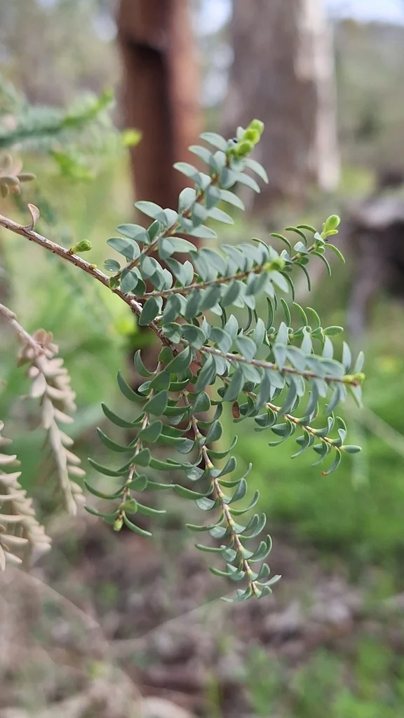 Melaleuca Decussata