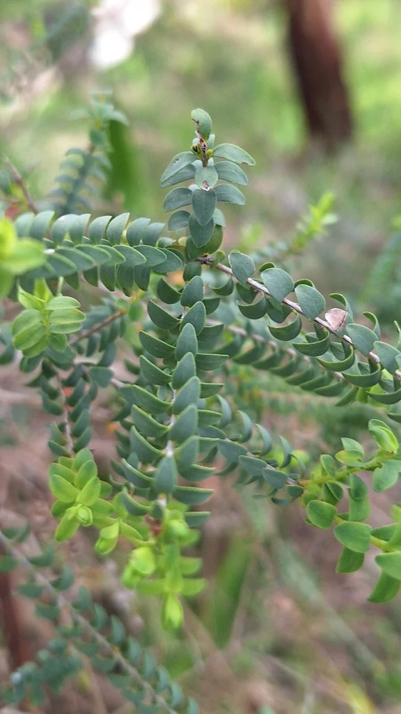 Melaleuca Decussata