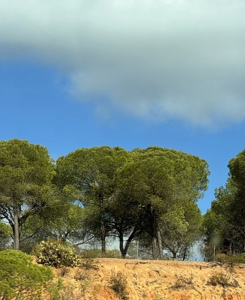 Pinus Pinea