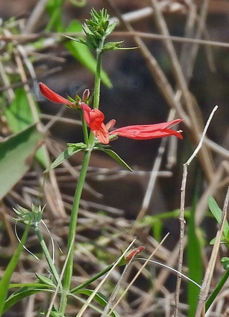 Dicliptera Suberecta