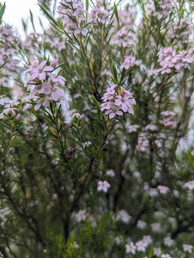Coleonema Pulchellum