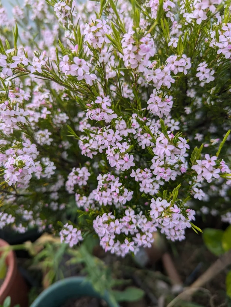 Coleonema Pulchellum