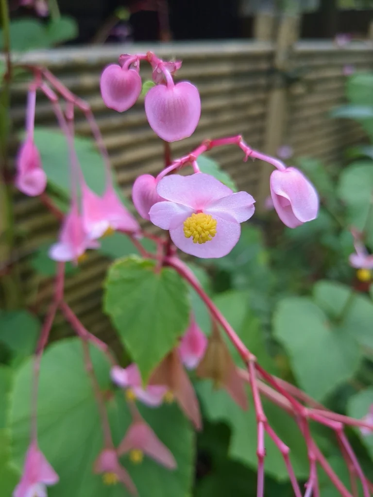 Begonia Grandis