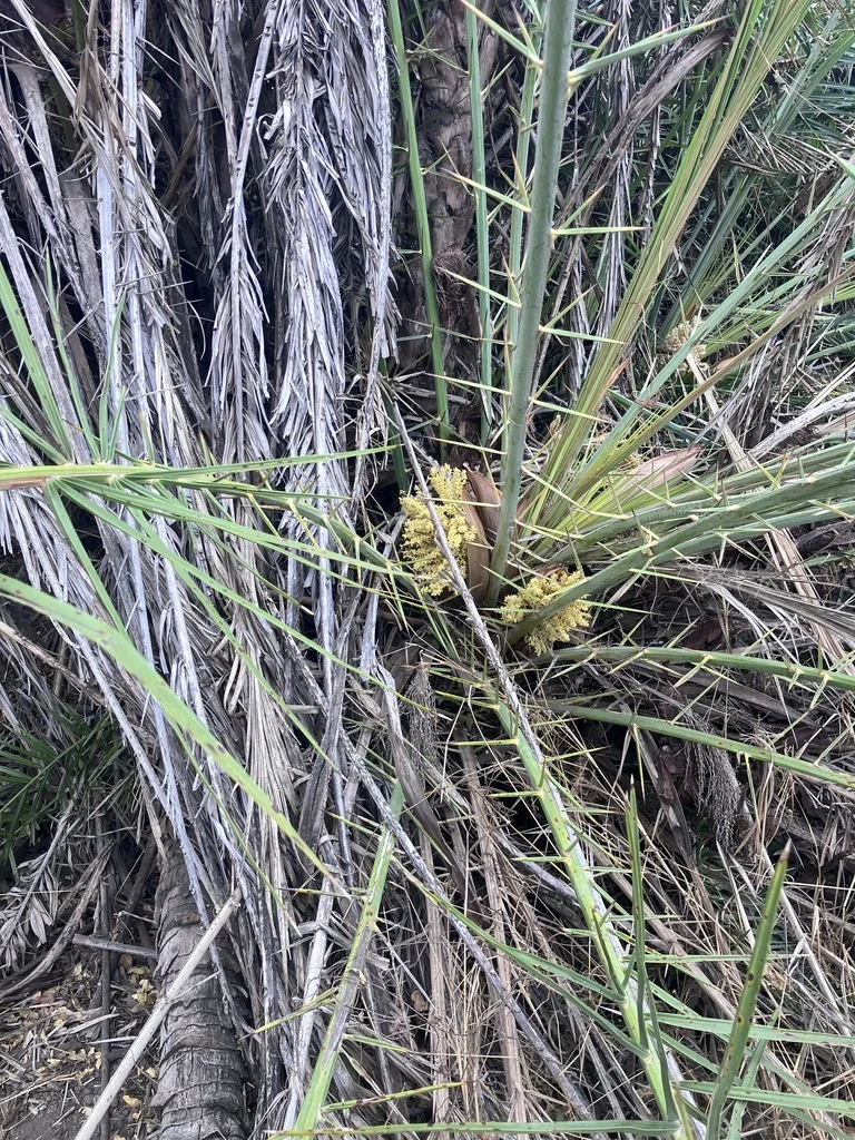 Phoenix reclinata