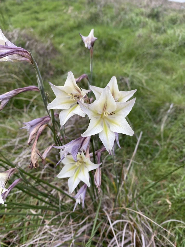 Gladiolus Tristis