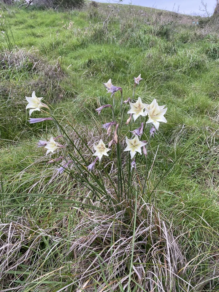 Gladiolus Tristis