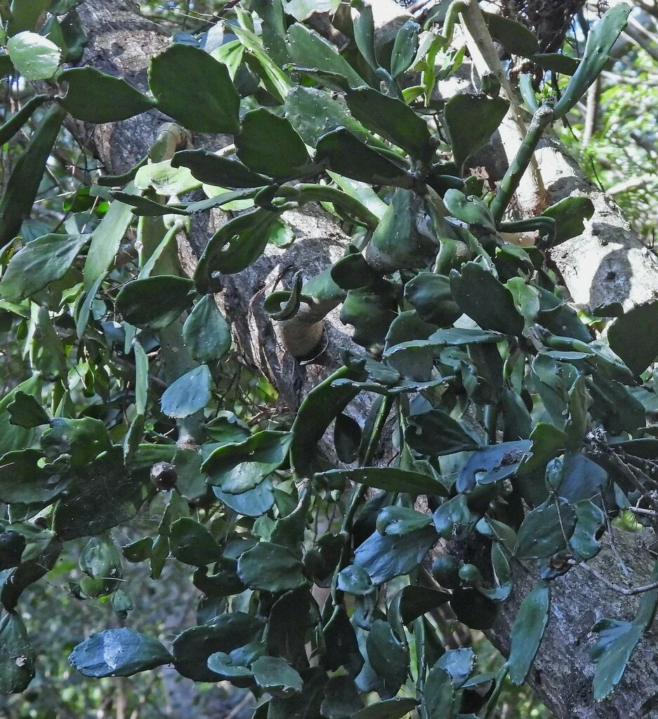 Opuntia Brasiliensis