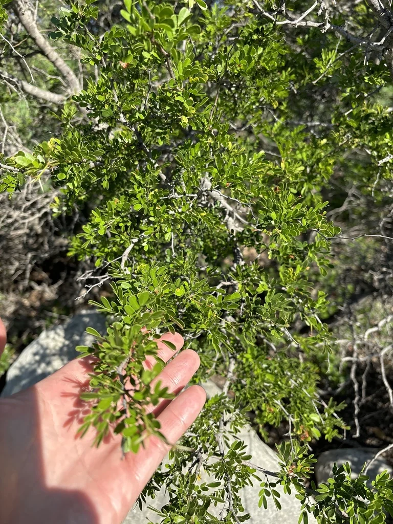 Acacia Rigidula