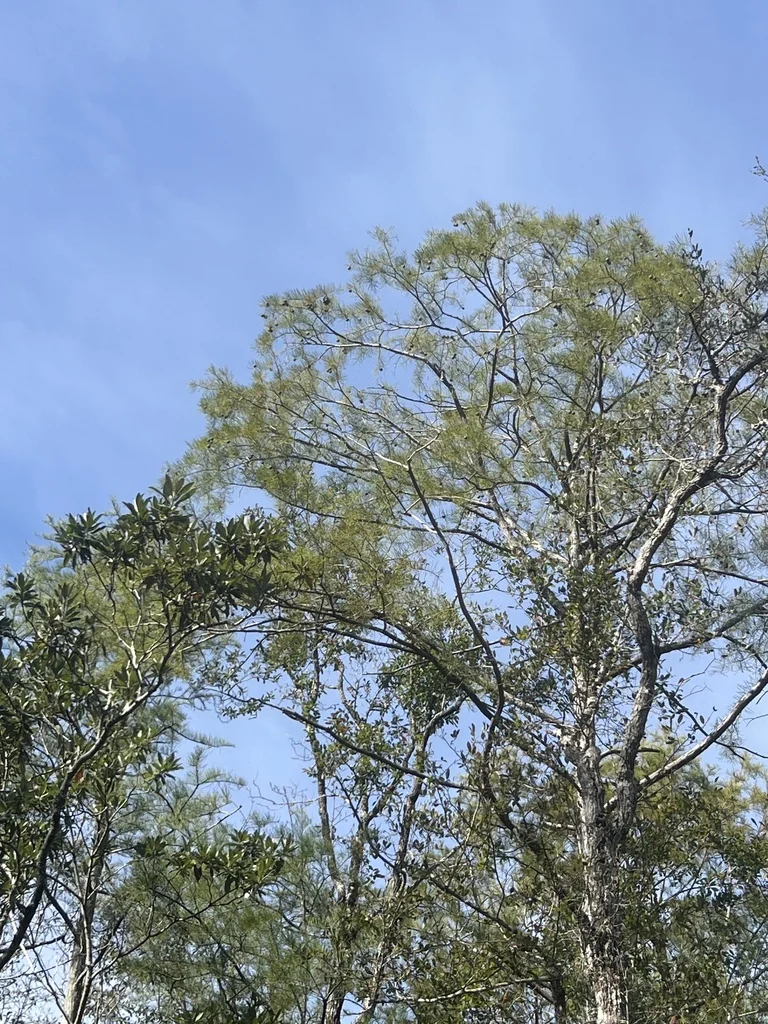 Taxodium Ascendens