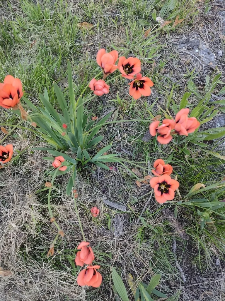 Sparaxis Tricolor