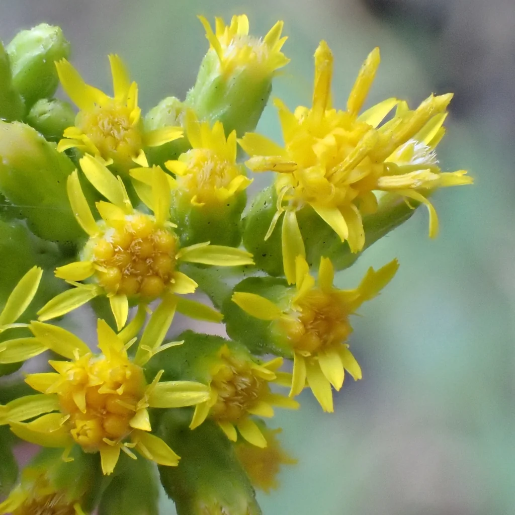 Solidago Californica