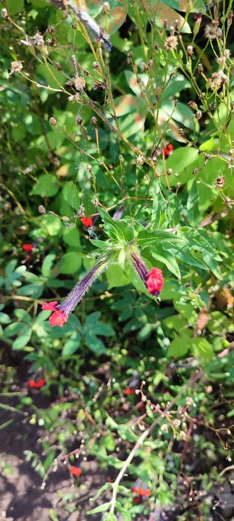 Cuphea Llavea