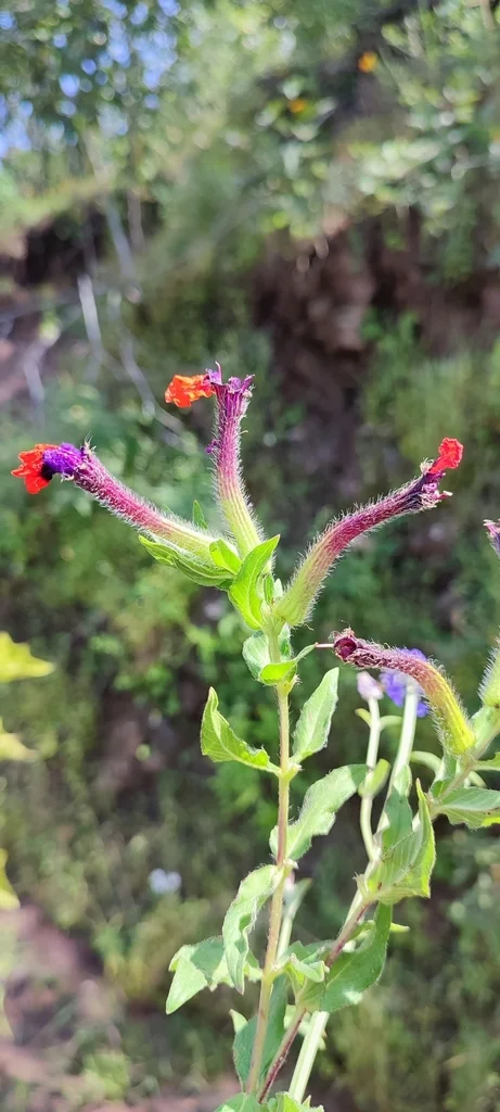Cuphea Llavea