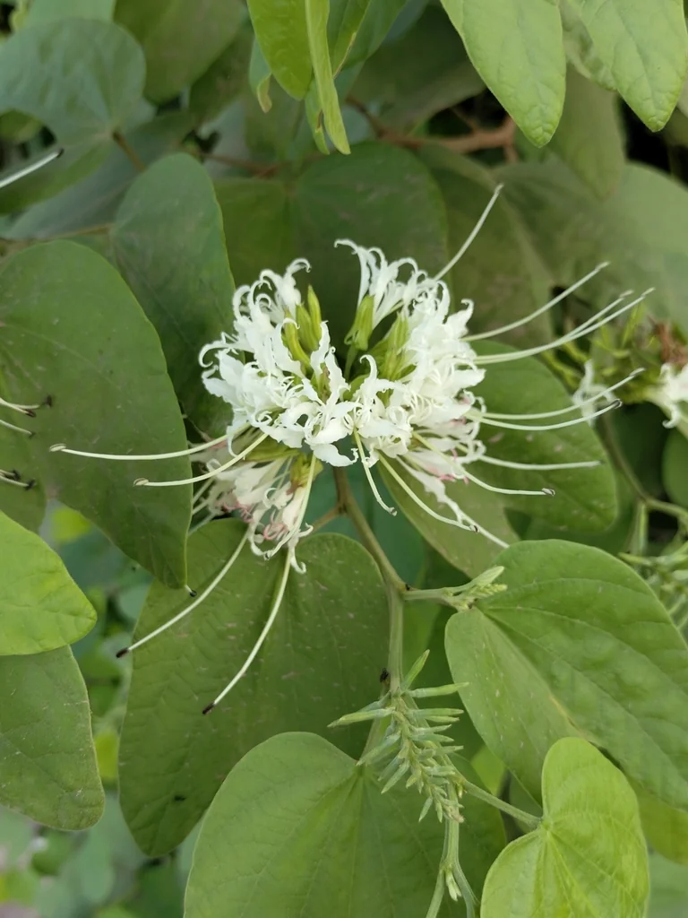 Bauhinia Mexicana