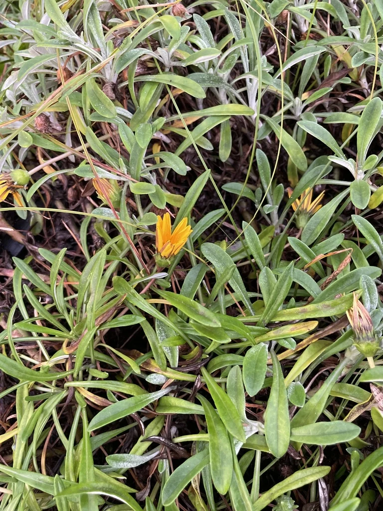 Gazania Rigens