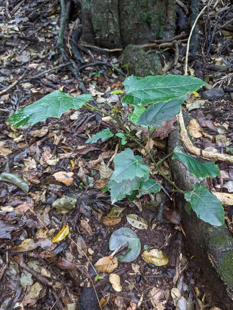 Cissus Antarctica