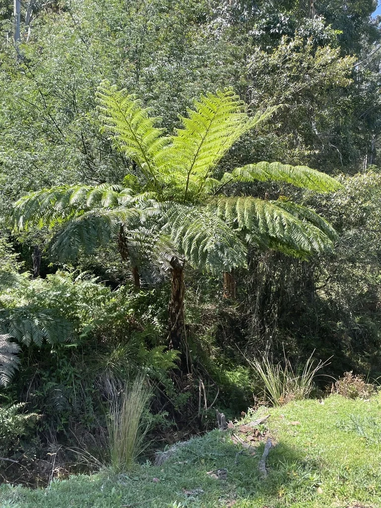 Cyathea cooperi
