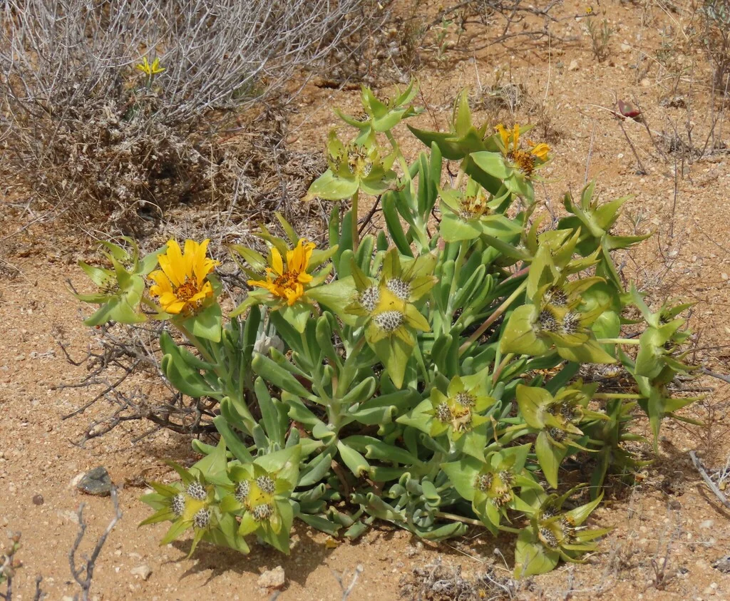 Didelta carnosa