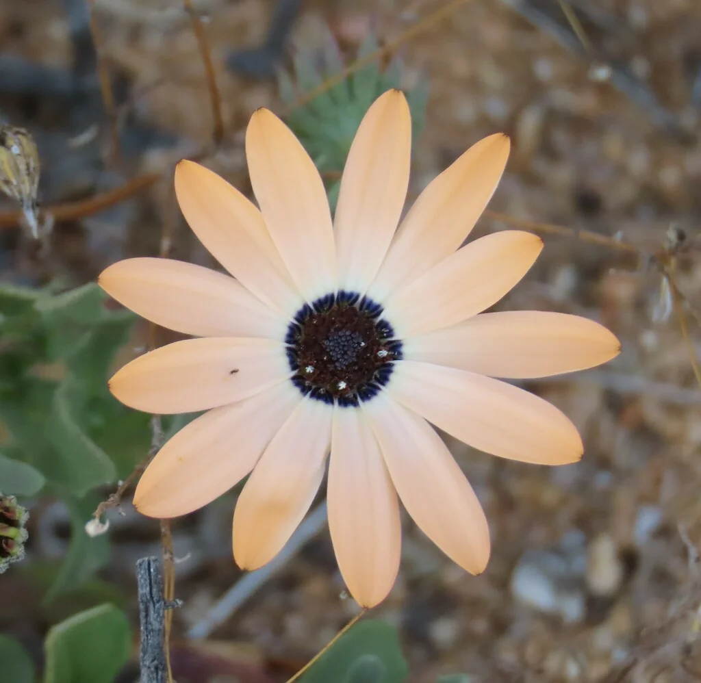 Dimorphotheca Aurantiaca