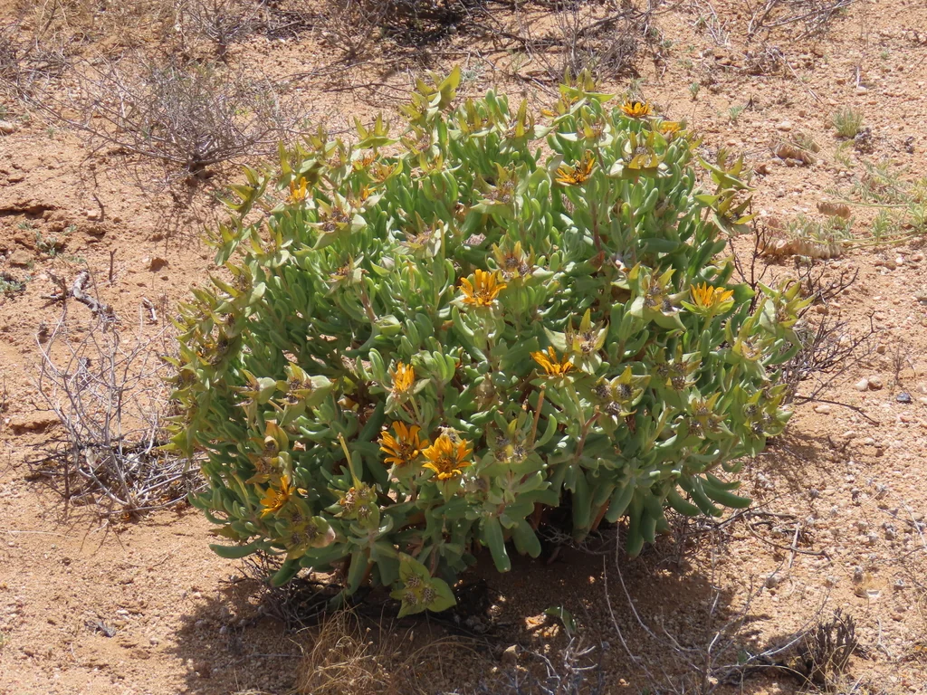 Didelta carnosa