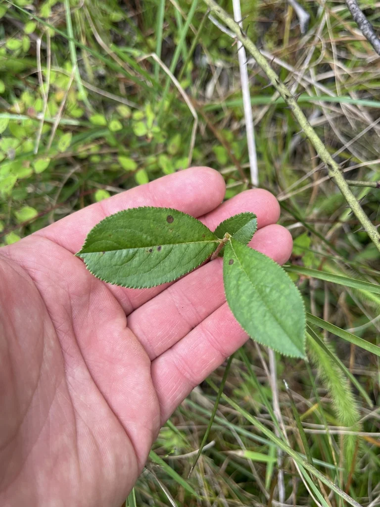 Aronia Arbutifolia