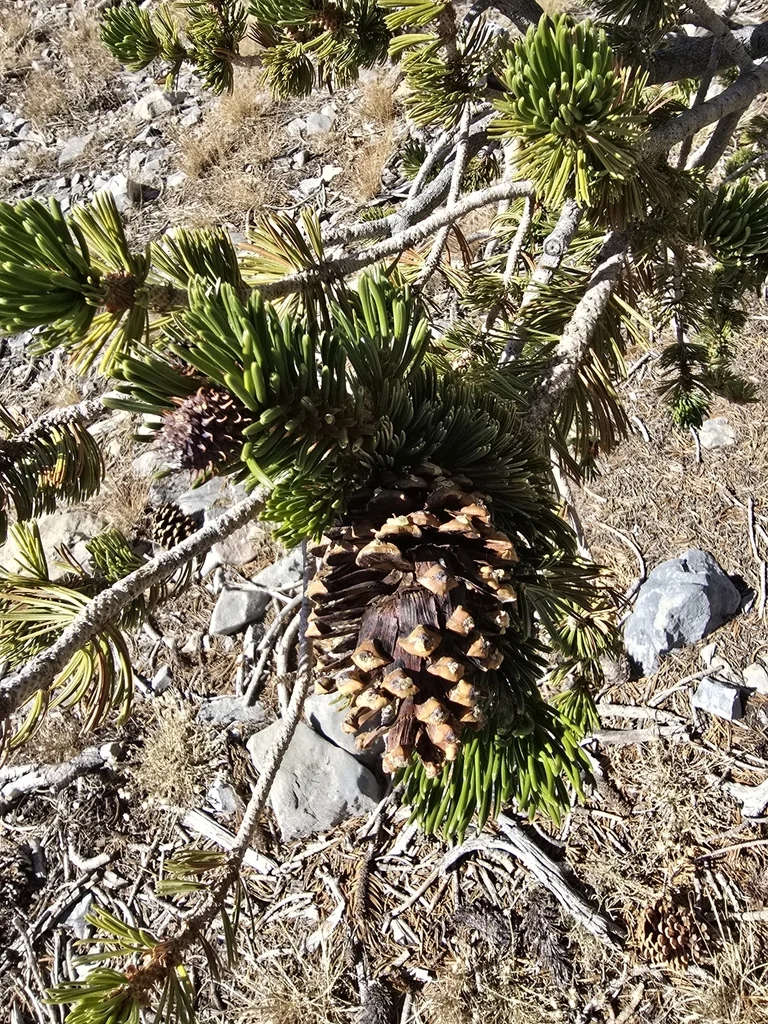 Pinus Longaeva