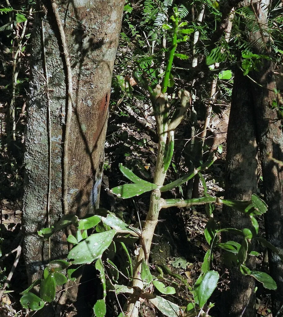 Opuntia Brasiliensis